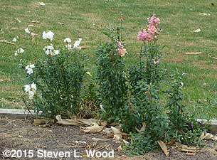 Pink and white snapdragons