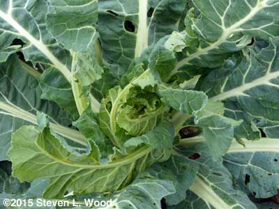 Healthy cauliflower plant trying to mature head