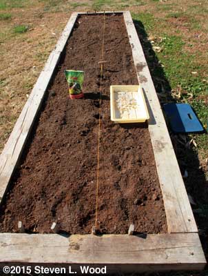 Planting garlic