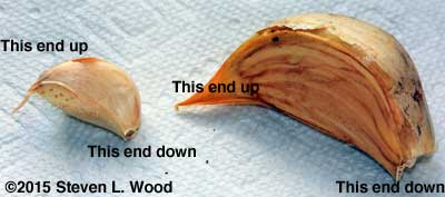 Garlic cloves - up, down