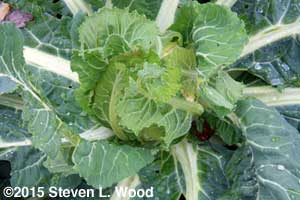 Tight leaf wrapping around cauliflower head