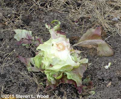 Skyphos lettuce eaten down to core
