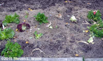 Decimated lettuce patch
