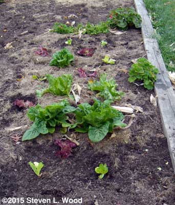 Restored lettuce patch