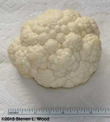 Small head of cauliflower