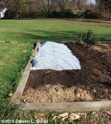 Floating row cover over lettuce