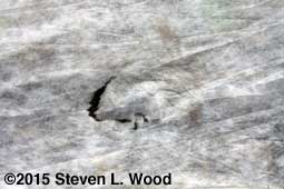 Closeup of hole in row cover