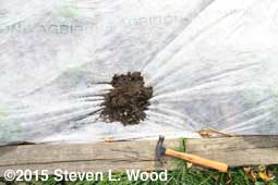 A shovelful of soil seals the repair