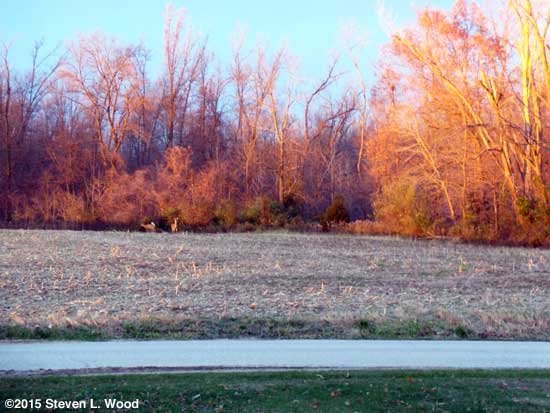 Deer, color on trees