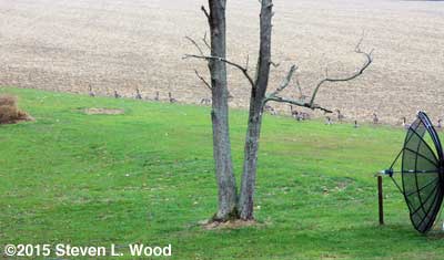 Canadian Geese in back yard