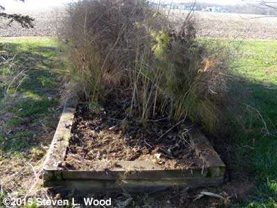 Cutting asparagus stalks