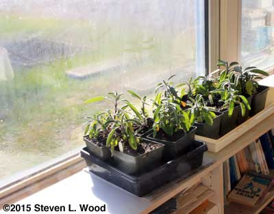 Sage plants in sunroom