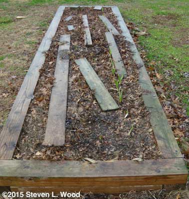Garlic Up - walking boards still on bed
