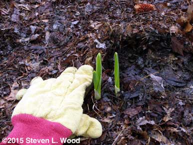 Gloves added for size perspective