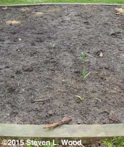 Volunteer garlic up in main raised bed