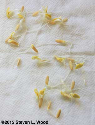 Completed germination test of Japanese Long Pickling cucumber seed