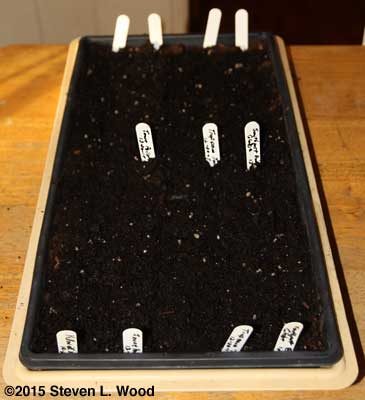 Tray of onions started