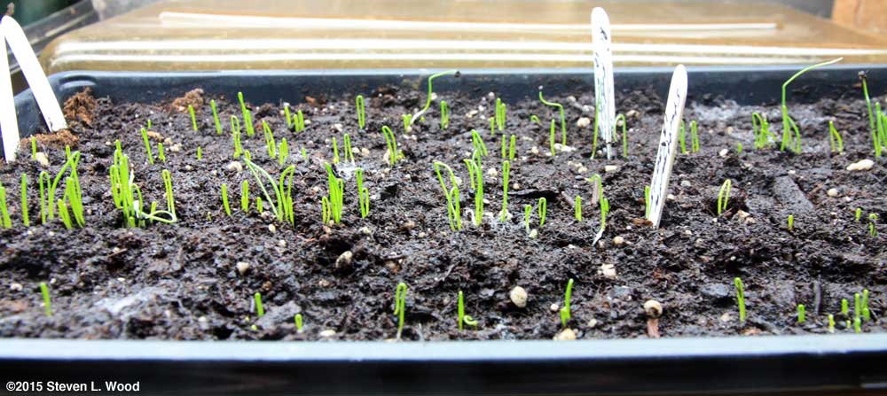 Onion plants emerging