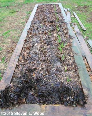 Mulched garlic bed