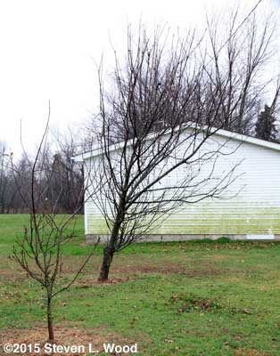 Granny Smith apple tree with dwarf Stayman Winesap in foreground