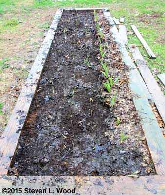 Standard garlic revealed with mulch raked off