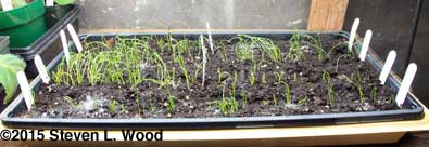 Onion plant starts