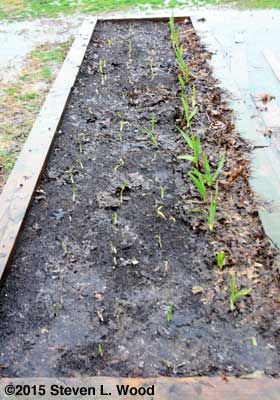 Garlic bed