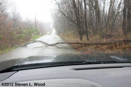 Tree blocking road