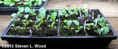 Brassica transplants under plant lights