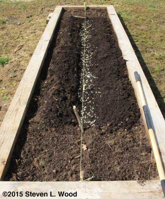 Direct seeding peas on March 16