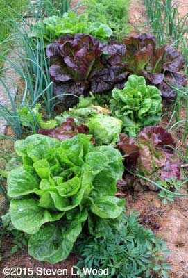 The best lettuce crop we've grown