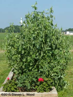 Tall peas