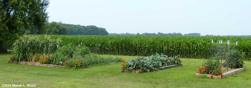 Geraniums highlighting corners of raised beds