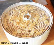 Dried garlic on dehydrator shelves