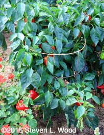 Earliest Red Sweet Pepper Plant