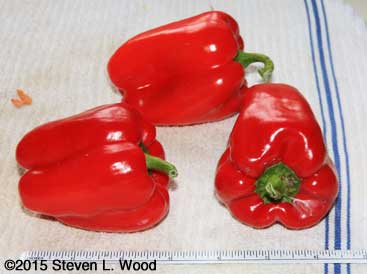 Size of ERS Peppers