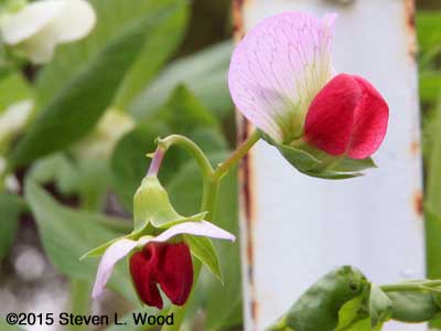 Red blooms on Sugar Snap vines