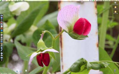 Red Pea Blossoms on my Desktop