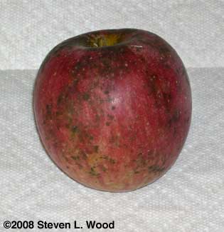 Sooty mold on Stayman Winesap apple