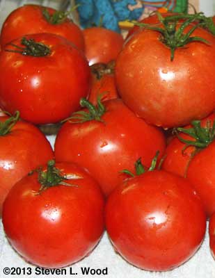 Quinte tomatoes