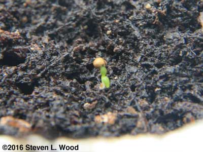 Petunia stub up