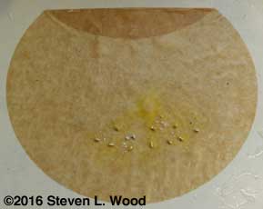 Geranium seed on moist coffee filter