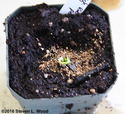 Sprouted geranium seed moved to pot