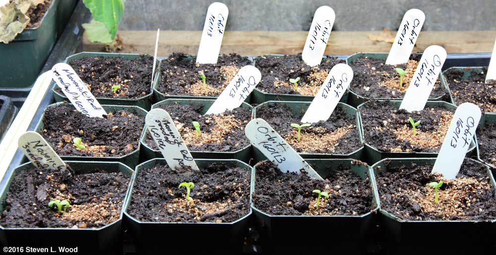 Baby geranium plants