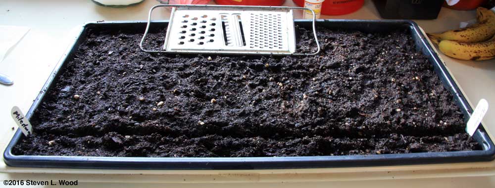 Seeding onions