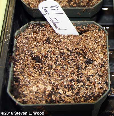 Dill seed on vermiculite