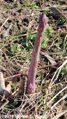 First asparagus from Bonnie's Asparagus Patch