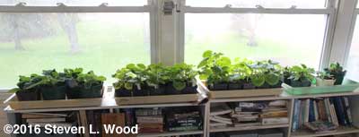 Gloxinias and geraniums in sunroom