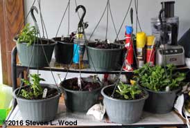 Hanging baskets on computer table