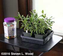 Jelly beans and sage on TV table